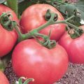 Descrizione e caratteristiche della varietà di pomodoro Pink Lady