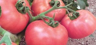 Beskrivelse og karakteristika for Pink Lady-tomatsorten