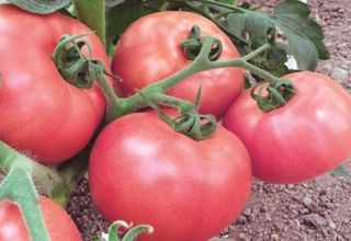 Descripción y características de la variedad de tomate Pink Lady