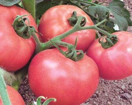Pink Lady domates çeşidinin tanımı ve özellikleri