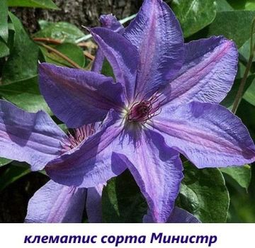 Plantar dates i cuidar clematis a Sibèria, les millors varietats i regles de cultiu