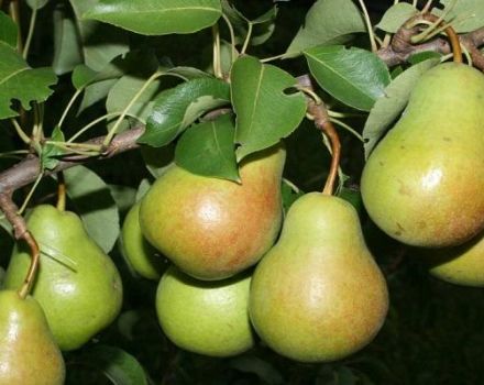 Beskrivning och egenskaper hos Rogneda-päronsorter, odlingsfunktioner