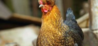 Description of the Russian crested chicken breed and features of the content