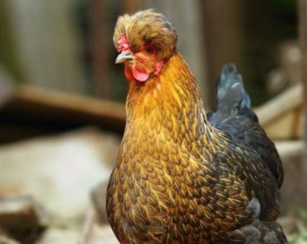 Description of the Russian crested chicken breed and features of the content