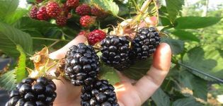 Description and characteristics of Navajo blackberries, planting and care