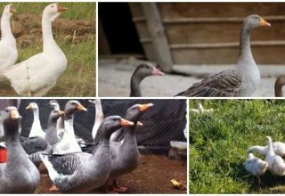 תיאור המאפיינים של אווזים אפורים ולבנים באורל, גידול גזע