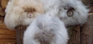Angora tavşanlarının tanımı ve özellikleri, bakım kuralları