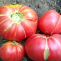 Karakteristike i opis sorte rajčice Bakin dar, njen prinos