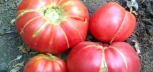 Tomaattilajikkeen isoäiti-lahjan ominaisuudet ja kuvaus, sen sato