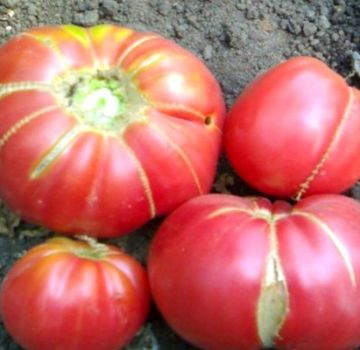 Charakteristika a opis odrody rajčiaka, odrody babičky, jej úrody