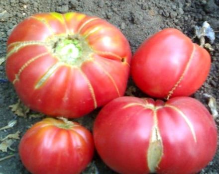 Kenmerken en beschrijving van het tomatenras Grandma's geschenk, de opbrengst