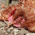 Symptome und Behandlung von Pasteurellose bei Haushühnern