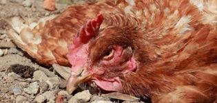 Síntomas y tratamiento de la pasteurelosis en pollos domésticos.
