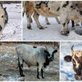 תיאור ומאפייני הגזע של פרות יקות, הכללים לתחזוקתם