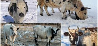 Descripción y características de la raza de vacas Yakut, las reglas para su mantenimiento.