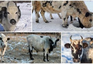Beskrivelse og karakteristika for racen af ​​Yakut-køer, reglerne for deres vedligeholdelse