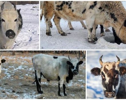 Descripción y características de la raza de vacas Yakut, las reglas para su mantenimiento.