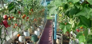 Growing tomatoes in buckets in the open field and in the greenhouse