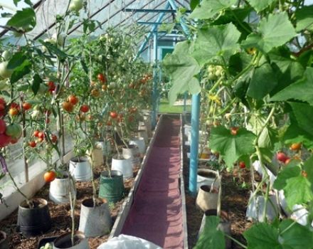 Odling av tomater i hinkar i det öppna fältet och i växthuset