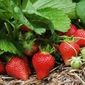 Hoe kun je de opbrengst van aardbeien in het open veld verhogen, de beste manieren