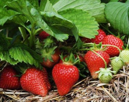 Hvordan kan du øge udbyttet af jordbær i det åbne felt, de bedste måder