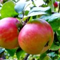 Description and characteristics of the Zhigulevskoe apple variety, stage-by-stage planting and care