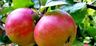 Zhigulevskoye ābolu šķirnes apraksts un īpašības, pakāpeniska stādīšana un kopšana