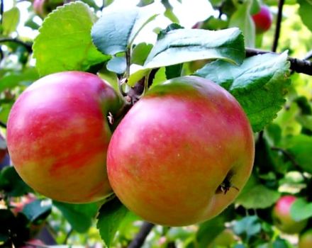 Zhigulevskoe ābolu šķirnes apraksts un īpašības, pakāpeniska stādīšana un kopšana