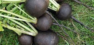 Growing and caring for black radish in the open field, how and when to plant