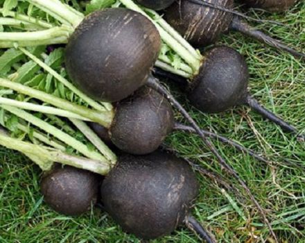 Växa och ta hand om svart rädisor i det öppna fältet, hur och när man ska plantera