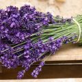 20 besten Sorten und Arten von Lavendel mit Beschreibungen und Eigenschaften