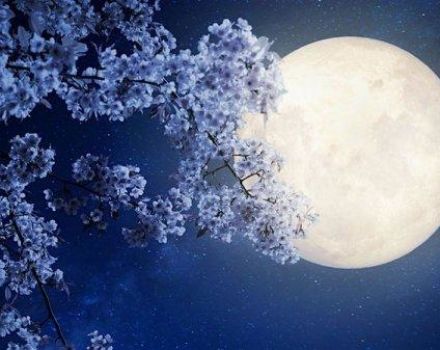 Povoljni i nepovoljni dani u travnju za sadnju prema lunarnom kalendaru 2020