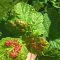 How and how to treat currants from diseases and pests after harvest
