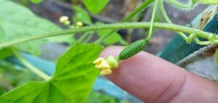 Description of the Murashka cucumber variety, their characteristics and cultivation