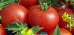 Egenskaper och beskrivning av Gina-tomatsorten, dess utbyte