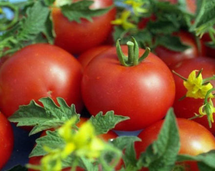 Značajke i opis sorte Gina rajčice, njen prinos