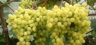 Opis i właściwości odmiany winorośli Aleshenkin, przycinanie, sadzenie i pielęgnacja
