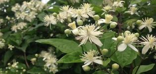 Description and varieties of grape-leaved clematis, cultivation features