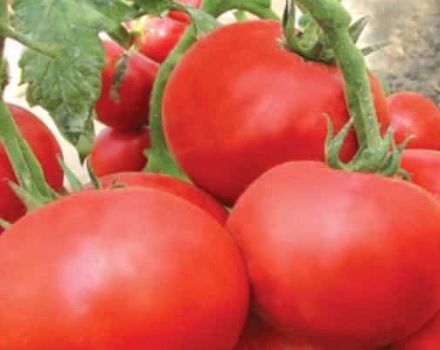 Description of June tomato variety and its characteristics