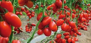 Description of the tomato variety Bouquet of Siberia, its characteristics and yield