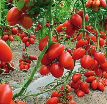 Beskrivning av tomatsorten Bukett av Sibirien, dess egenskaper och utbyte