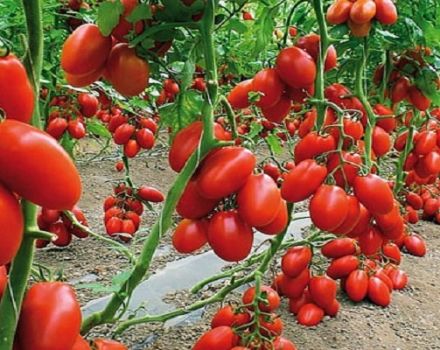 Description de la variété de tomate Bouquet de Sibérie, ses caractéristiques et son rendement