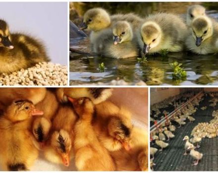Temperature table for ducklings from the first days of life