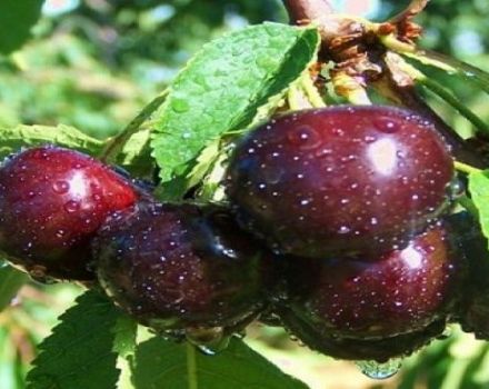 Opis a charakteristika odrody Kent cherry, výhody a nevýhody, pestovanie