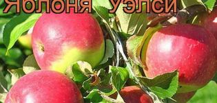 Beskrivelse og karakteristika for frugtsorten Welsey-æbletræer, dyrkning og pleje