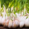 Come coltivare e prendersi cura dell'aglio all'aperto per un buon raccolto