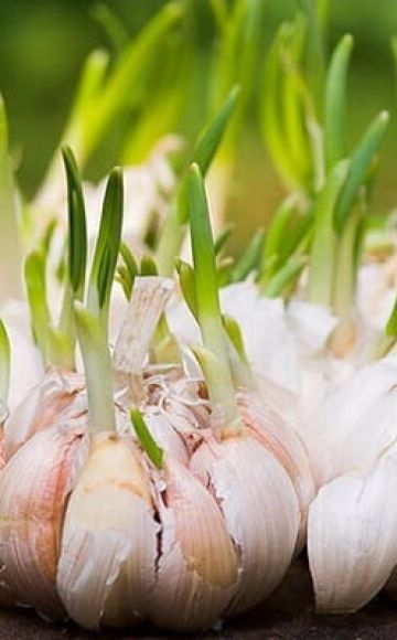 How to grow and care for garlic outdoors for a good harvest