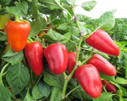 Characteristics and description of varieties of sweet thick-walled peppers for open ground