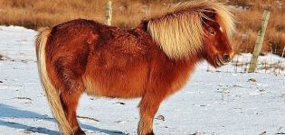 Differenze tra pony e cavalli normali, loro varietà e regole di allevamento