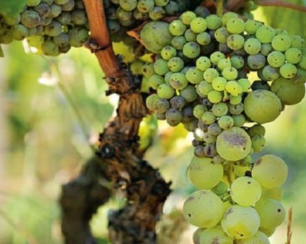 Ką daryti ir kaip išvengti vynuogių žirnių, problemos priežasčių ir prevencijos